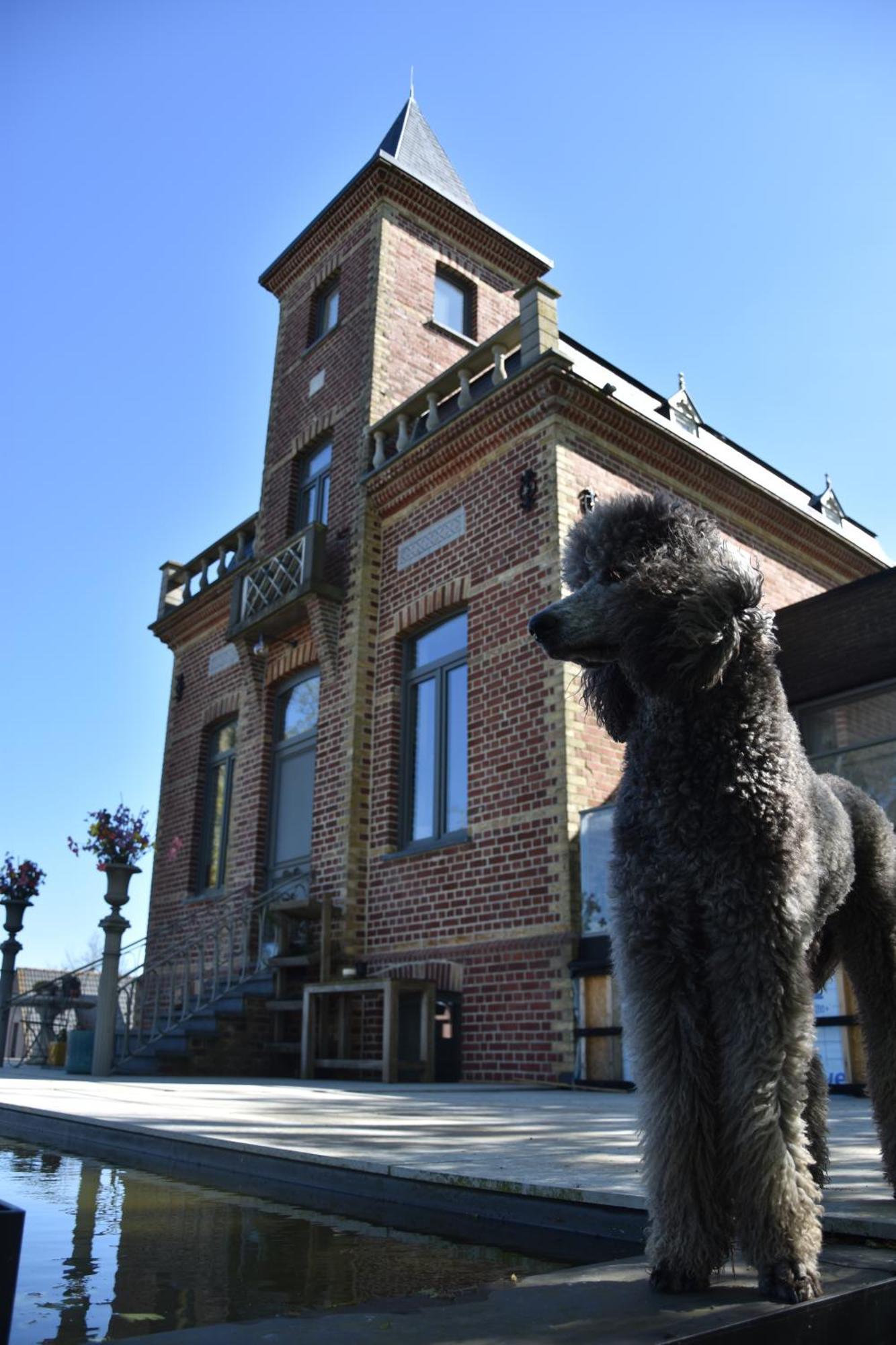 Terp Acomodação com café da manhã Poperinge Exterior foto